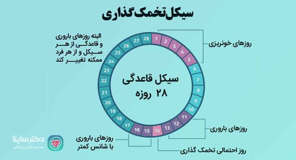 سيكل تخمک گذاری