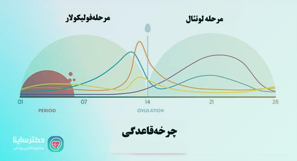 چرخه قاعدگی