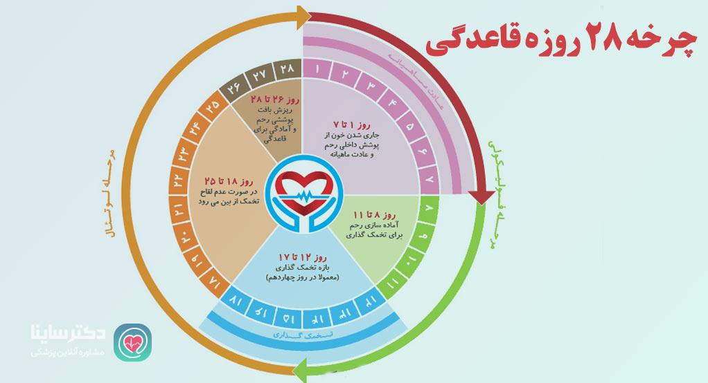 چرخه قاعدگی