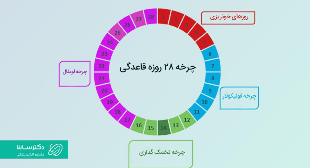 تصاویر تخمک گذاری