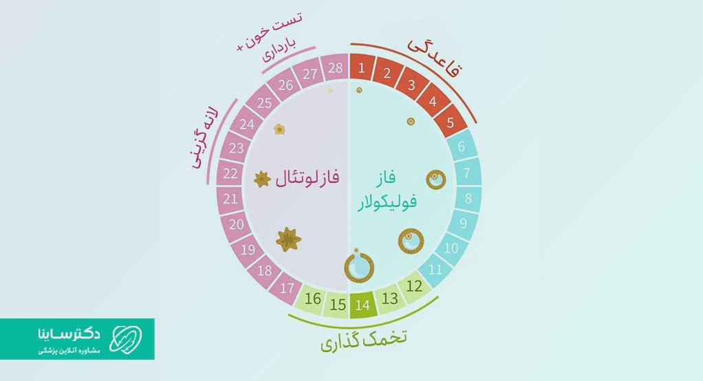 چرخهی تخمک گذاری برای انجام آزمایش خون باداری.