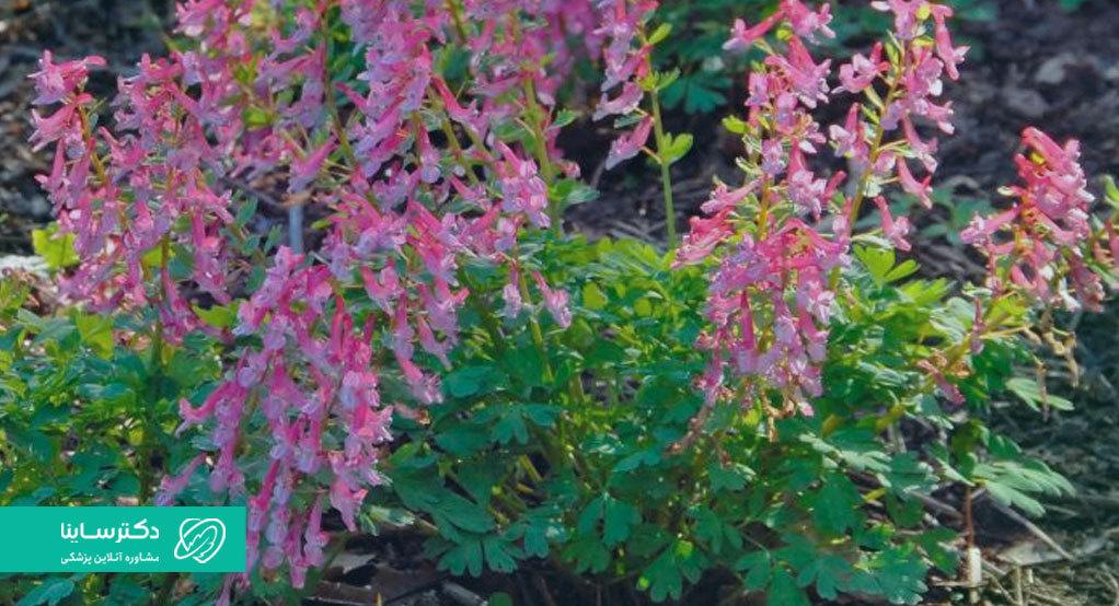 عصاره گیاه کوریدالیس یکی از رایجترین گیاهان چینی برای درمان خانگی اندومتریوز است.