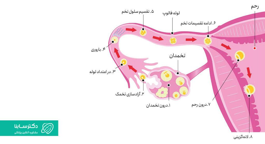 ساختار رحم و مراحل بارور شدن تخمک