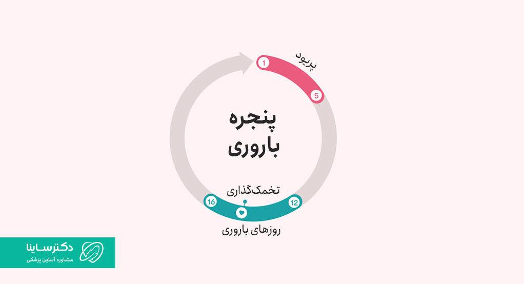 چرخه تخمک گذاری
