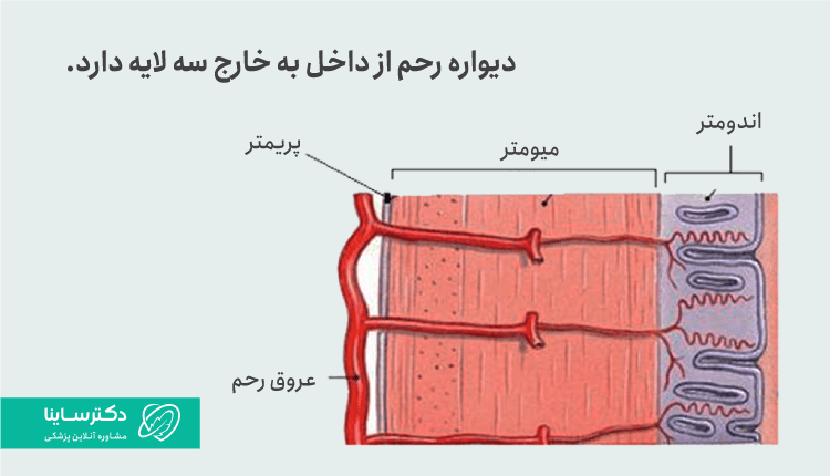 لایههای رحم به سه قسمت تقسیم میشوند.
