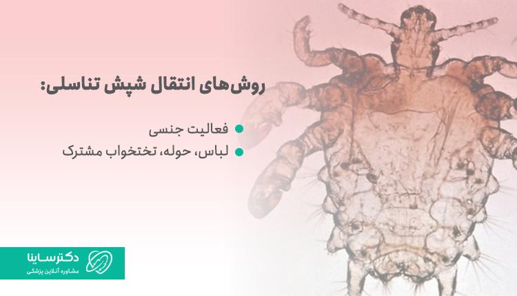 راههای انتقال شپش تناسلی
