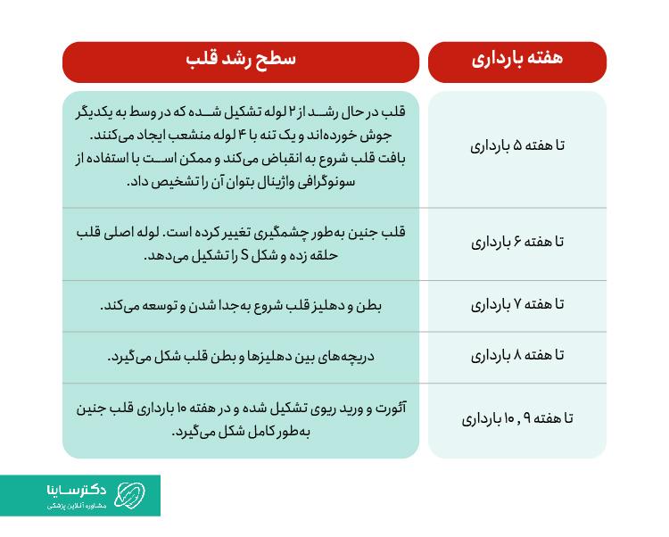 سطح رشد قلب جنین در هفتههای مختلف بارداری