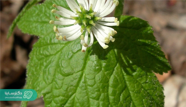 گیاه گلدن سیل برای درمان خانگی سوزاک.
