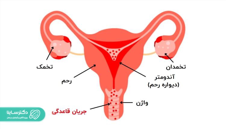 سیکل قاعدگی