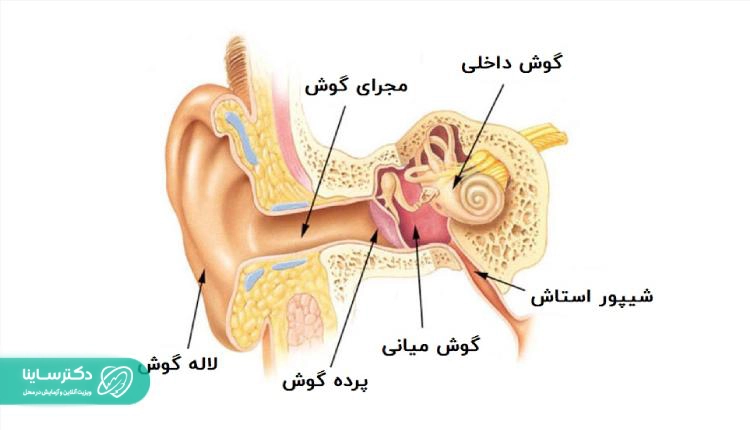 آناتومی گوش