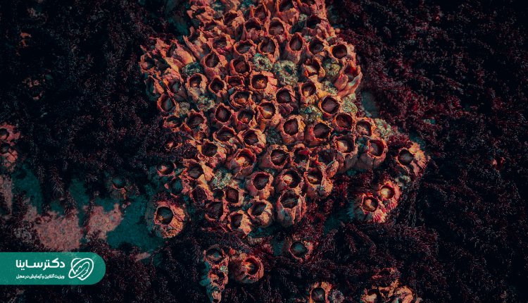 Natural sea coral formation with clustered tube-like holes – one of the natural triggers of What is trypophobia.