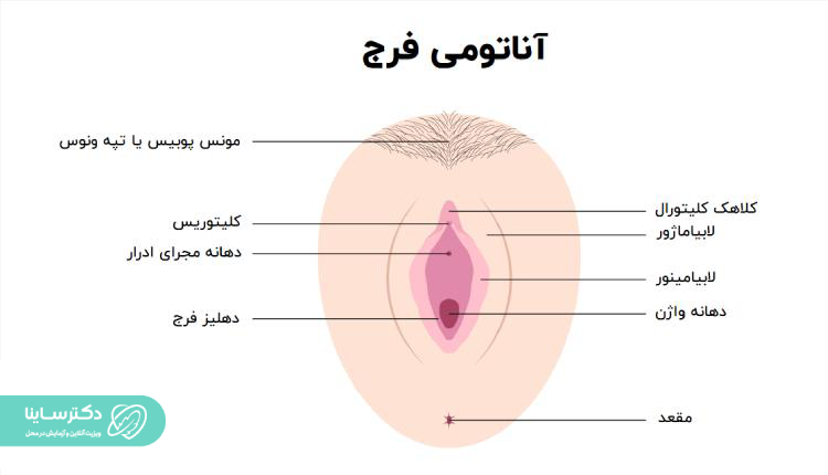 ساختار و آناتومی واژن