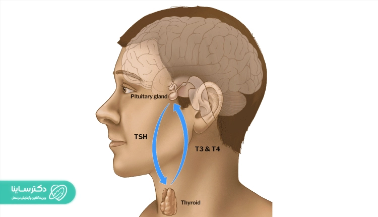TSH در آزمایش خون