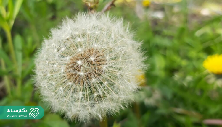 ګیاه قاصدک برای دفع سنګ کلیه