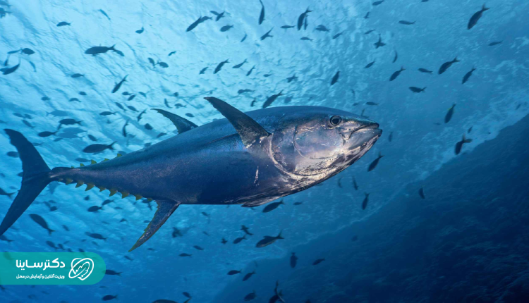 تاثیر ماهی های سرشار از جیوه بر سلامت روان