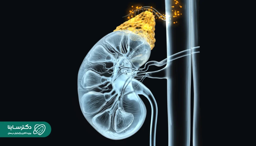 کورتیزول چیست؟